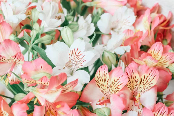 Alstremeria Piękny Kwiat Tło — Zdjęcie stockowe