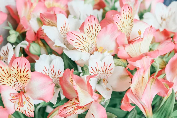 Bela Flor Alstroemeria Fundo — Fotografia de Stock