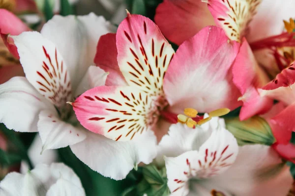 Güzel Alstroemeria Çiçek Arka Plan — Stok fotoğraf
