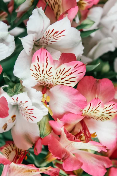 Güzel Alstroemeria Çiçek Arka Plan — Stok fotoğraf