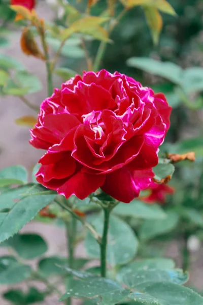 Lindas Rosas Multicoloridas Fundo — Fotografia de Stock