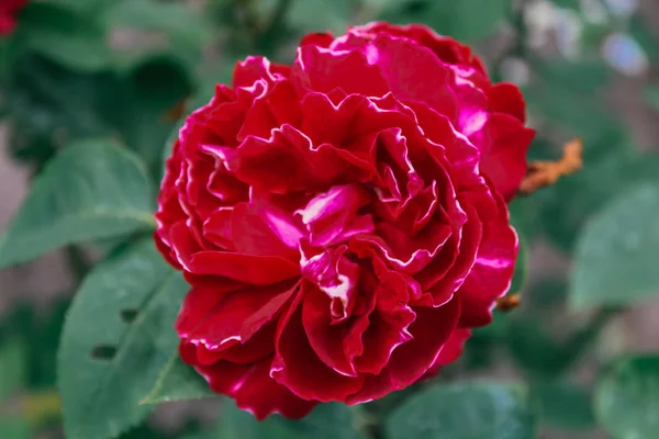 Όμορφη Πολύχρωμα Τριαντάφυλλα Φόντο — Φωτογραφία Αρχείου