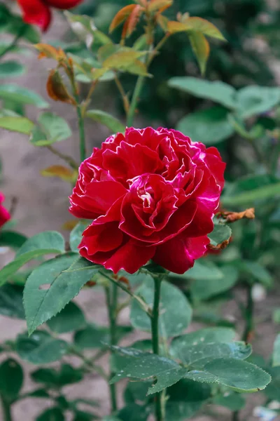 Lindas Rosas Multicoloridas Fundo — Fotografia de Stock