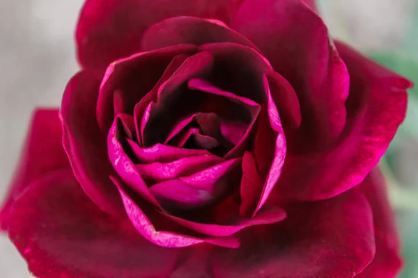 Hermoso Fondo Rosas Multicolores — Foto de Stock