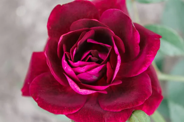 美しい色とりどりのバラ背景 — ストック写真