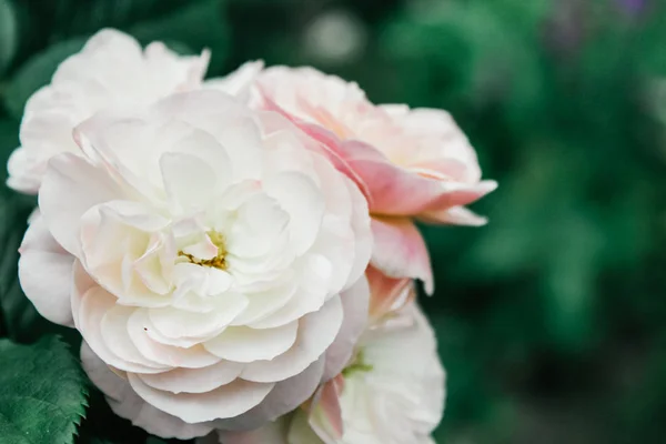 Vackra Mångfärgade Rosor Bakgrund — Stockfoto