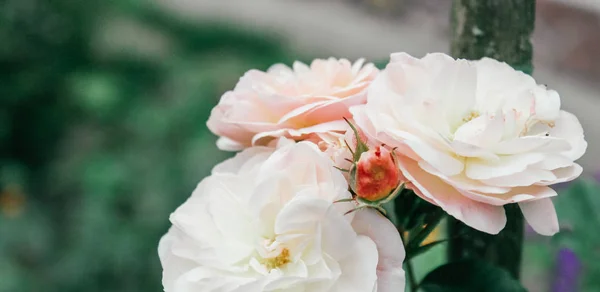 Schöne Bunte Rosen Hintergrund — Stockfoto