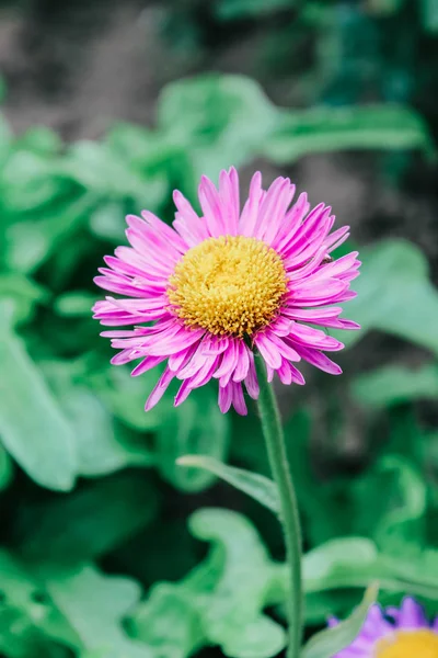 Asters Garden — Stock Photo, Image