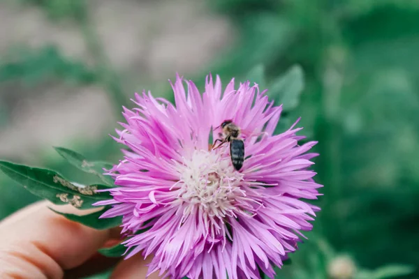 Asters Tuin — Stockfoto