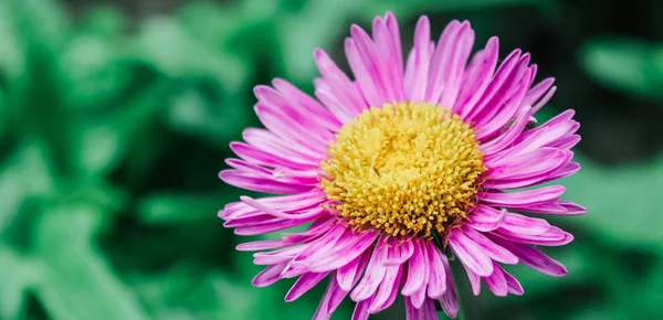 Asters Garden — Stock Photo, Image