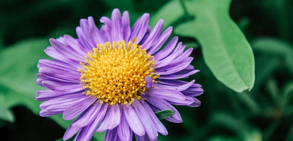 Bahçede Asterlar — Stok fotoğraf