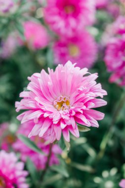 Bahçedeki renkli Aster