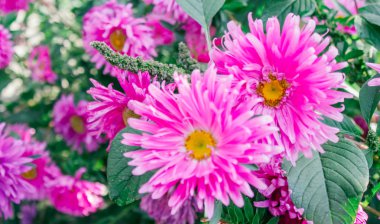 Bahçedeki renkli Aster