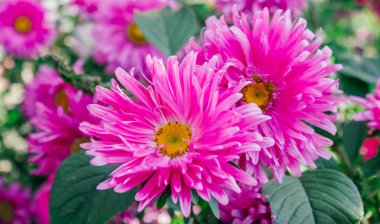  Bahçedeki renkli Aster