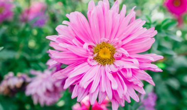  Bahçedeki renkli Aster