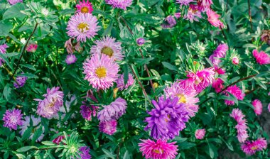 Bahçedeki renkli Aster