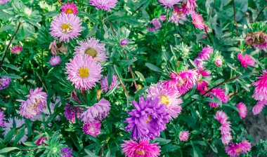 Bahçedeki renkli Aster