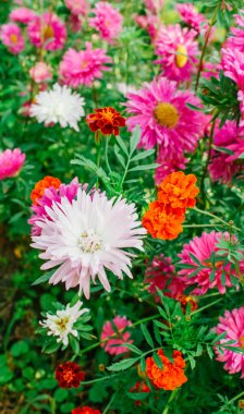 Bahçedeki renkli Aster