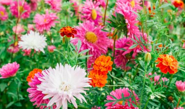 Bahçedeki renkli Aster