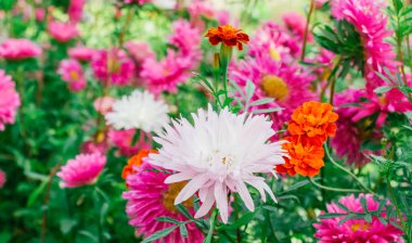 Bahçedeki renkli Aster
