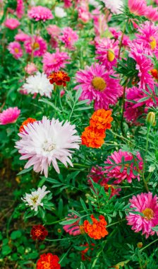 Bahçedeki renkli Aster