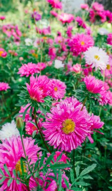 Bahçedeki renkli Aster