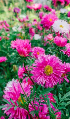 Bahçedeki renkli Aster