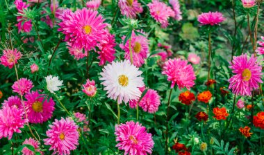 Bahçedeki renkli Aster