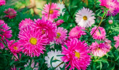 Bahçedeki renkli Aster