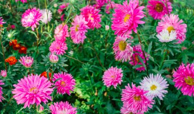 Bahçedeki renkli Aster