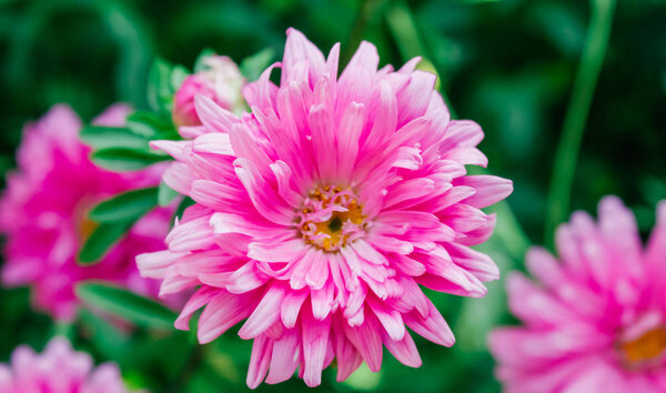 colorful asters in the garden