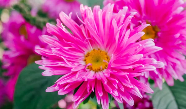 Bahçedeki Renkli Aster — Stok fotoğraf