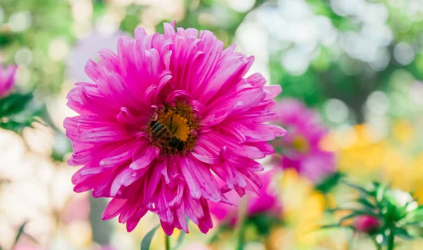 Colorful Asters Garden — Stock Photo, Image