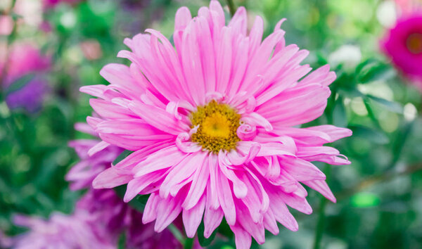  colorful asters in the garden
