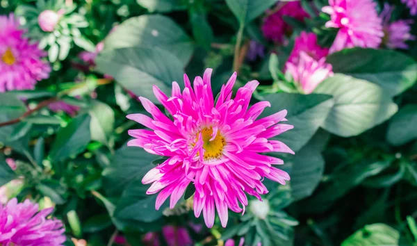 Colorful Asters Garden — Stock Photo, Image