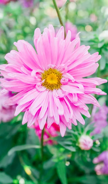 Colorful Asters Garden — Stock Photo, Image