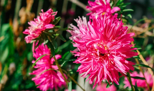 Colorful Asters Garden — Stock Photo, Image