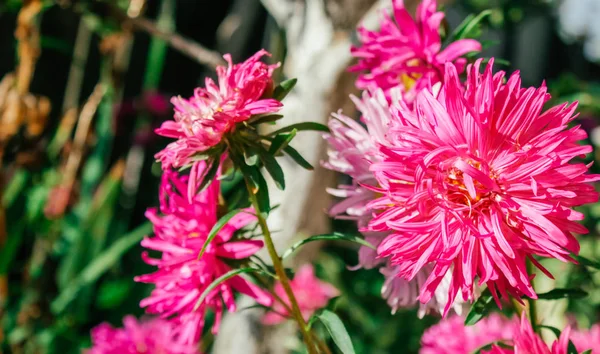 Colorful Asters Garden — Stock Photo, Image