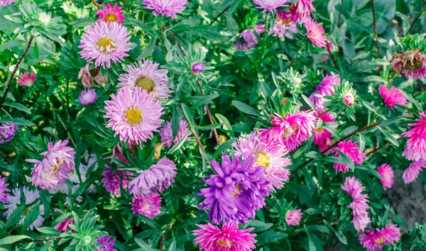 Bahçedeki renkli Aster