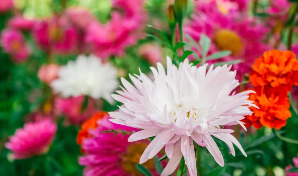 五颜六色的紫菜在花园里 — 图库照片