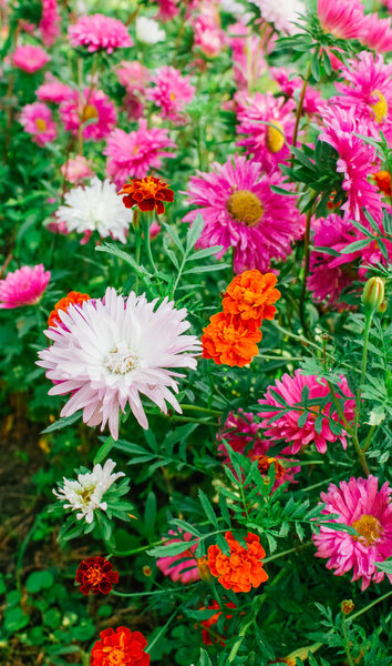 colorful asters in the garden