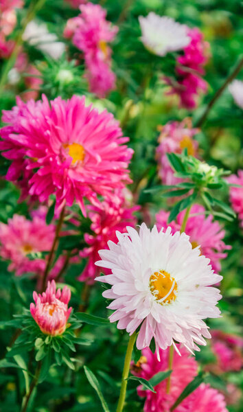 colorful asters in the garden