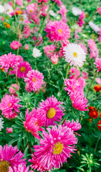 colorful asters in the garden