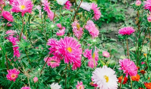 Colorful Asters Garden — Stock Photo, Image