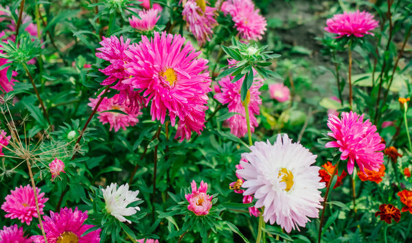 colorful asters in the garden