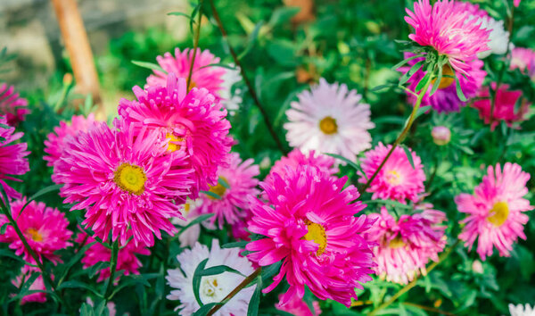 colorful asters in the garden
