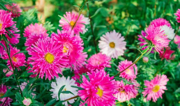 colorful asters in the garden