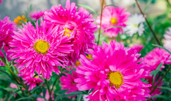 colorful asters in the garden