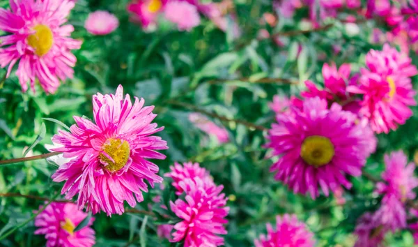 五颜六色的紫菜在花园里 — 图库照片