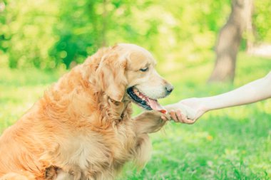 Bahar, yaz parkta bir yürüyüşe altın geri almak